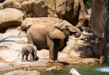 Día Mundial del elefante BIOPARC Valencia - agosto 2024 (5)