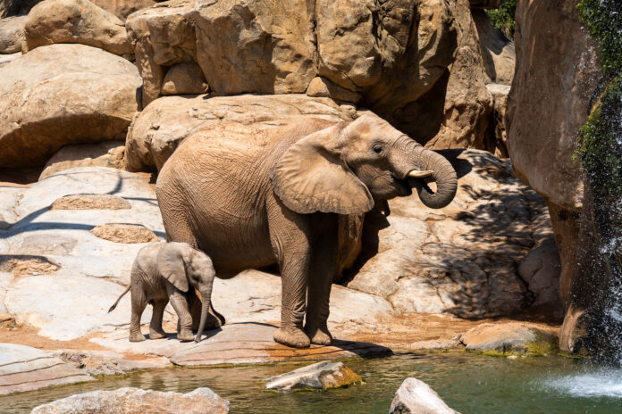 Día Mundial del elefante BIOPARC Valencia - agosto 2024 (5)