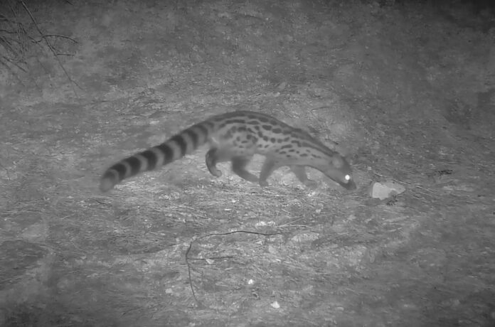 Graven una geneta voltant pel paratge natural de les Moles