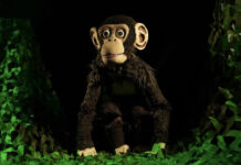 “Lemba aterra en Sala Off Kids: titelles i aventura per a descobrir la realitat dels ximpanzés” “Lemba aterra en Sala Off Kids: titelles i aventura per a descobrir la realitat dels ximpanzés”