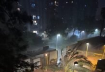 mislata árbol caído