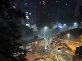 mislata árbol caído