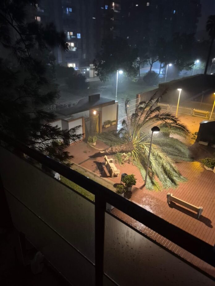 mislata árbol caído mislata árbol caído